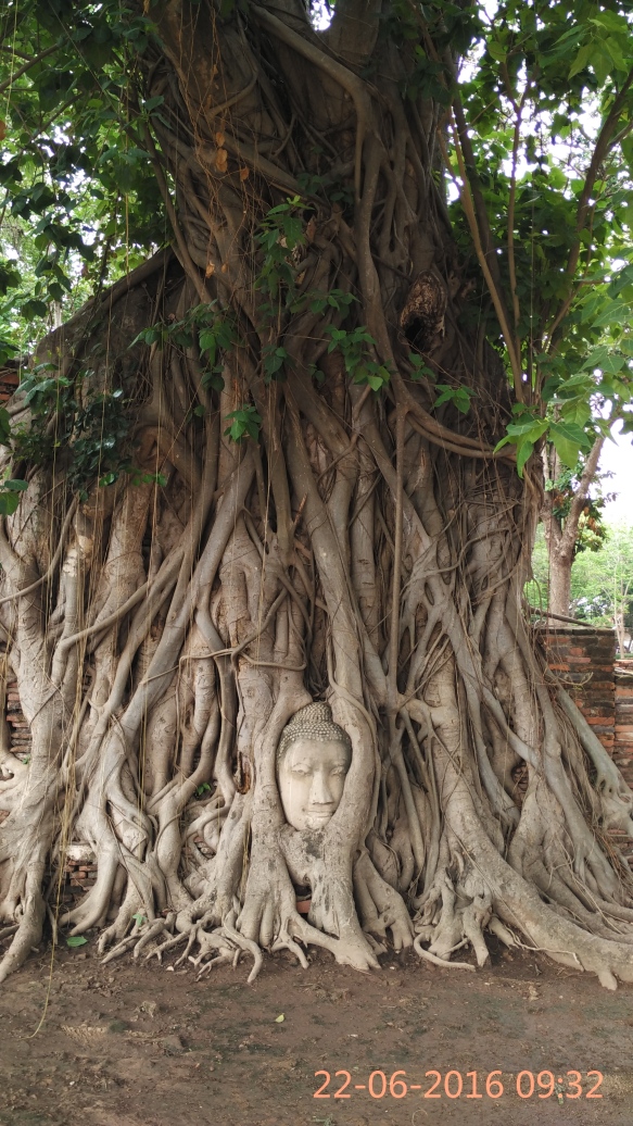 Buddha's head in Bhodi tree